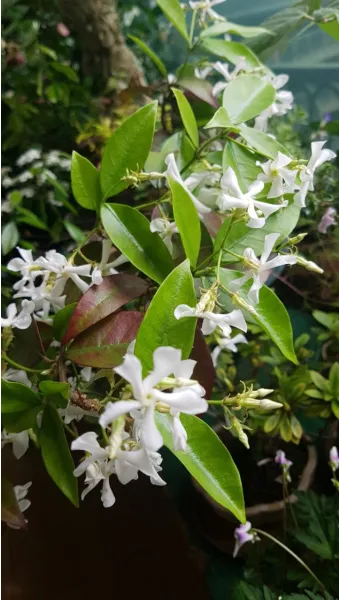 백화등 키우기 삽목방법 가지치기 꽃 노지월동까지_20