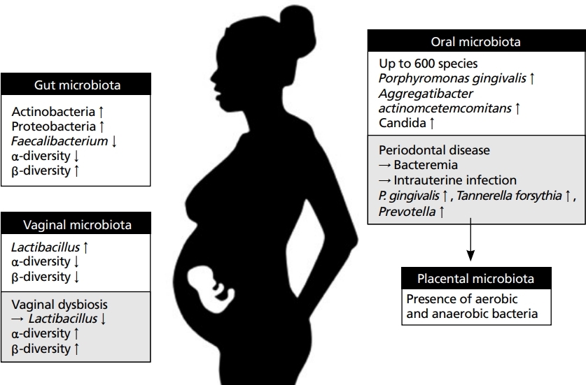 임신에 따른 체내 마이크로바이옴 변화