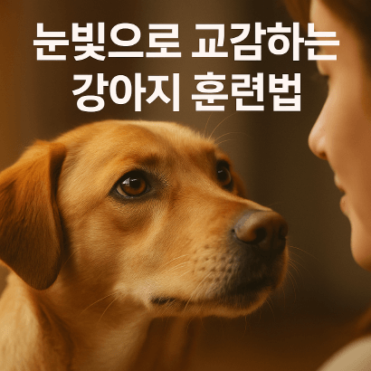 [반려견훈련] 눈빛으로 교감하는 강아지 훈련법