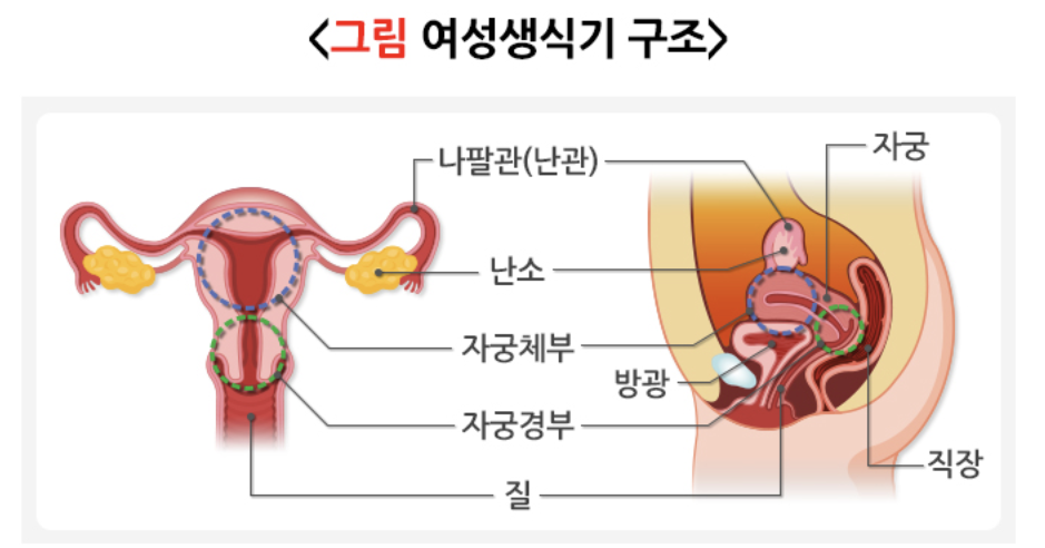 여성생식기 구조