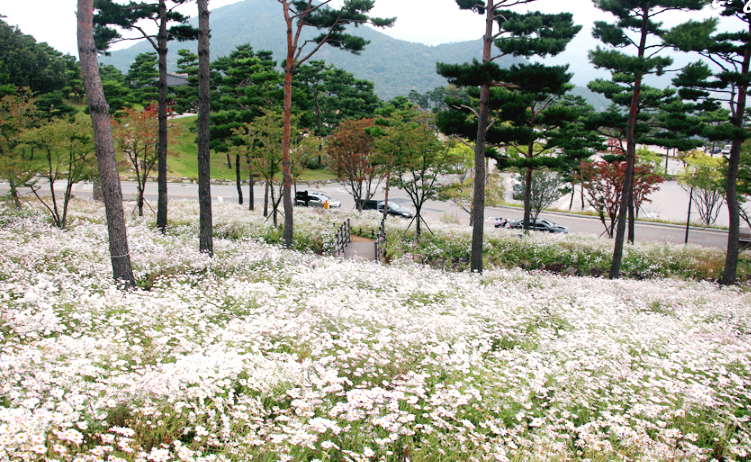 동의보감촌 구절초