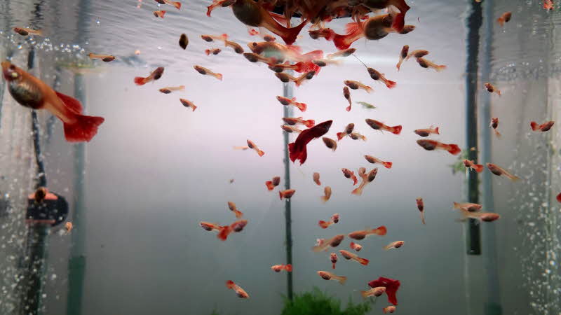 열대어 구피 치어