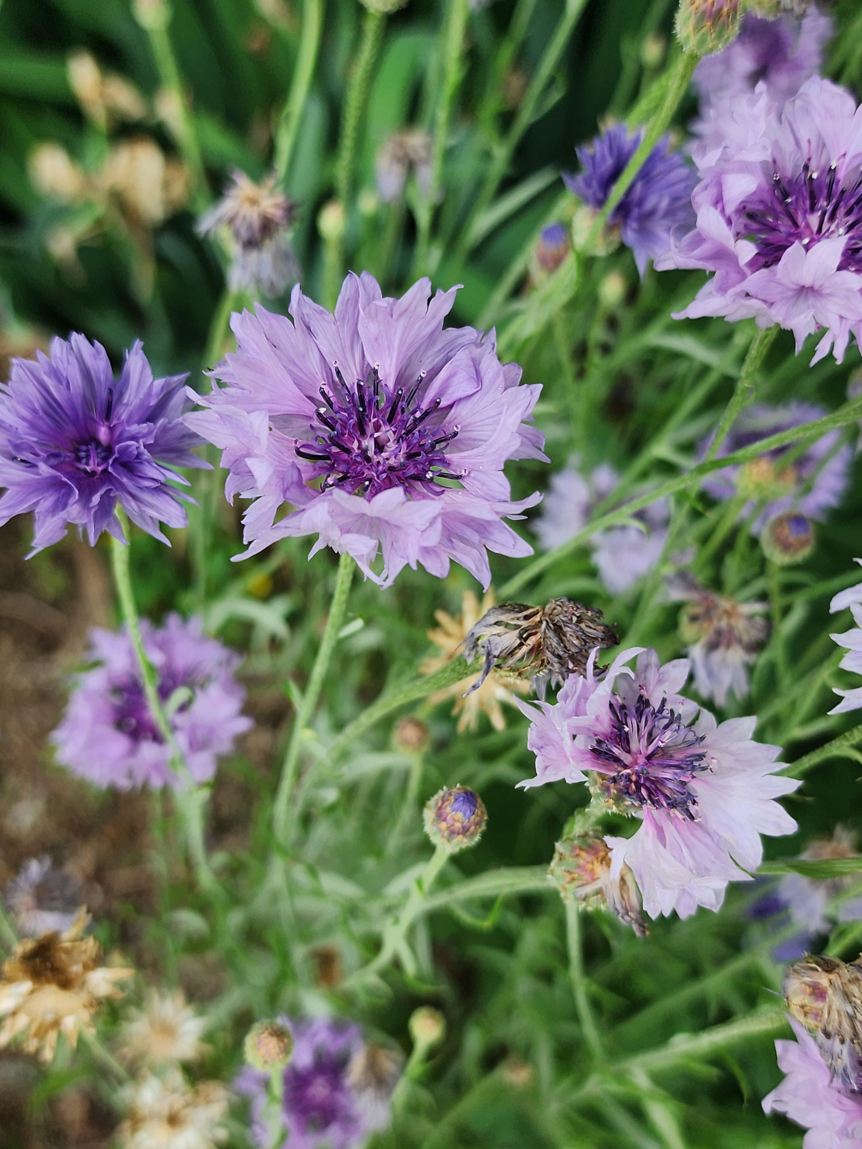 수레국화 - 꽃말&amp;#44; 이름 유래&amp;#44; 특징&amp;#44; 재배 방법&amp;#44; 수레국화차 효능 및 부작용&amp;#44; 마시는 법