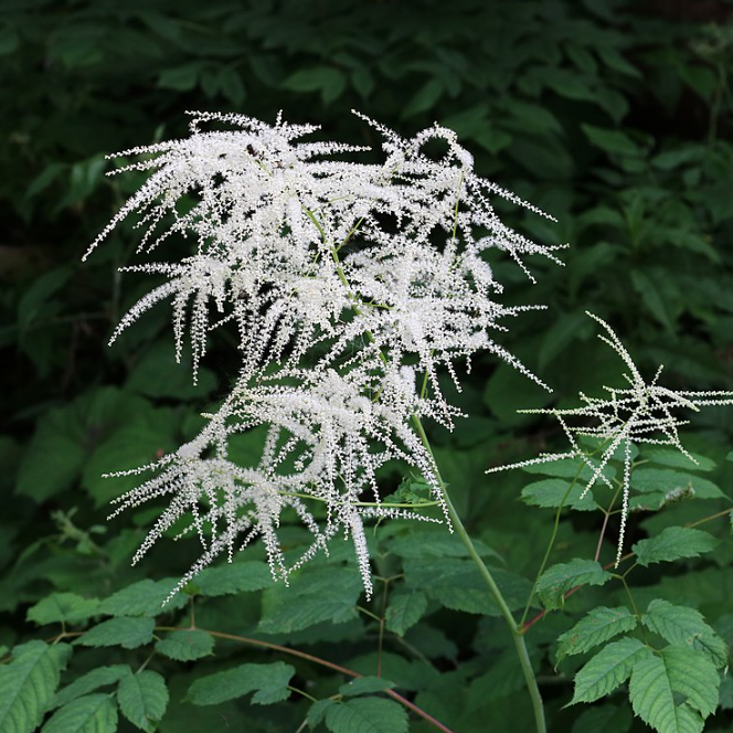 눈개승마 먹는법