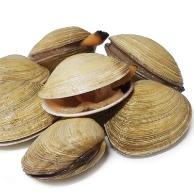 조개의 종류 : 백합