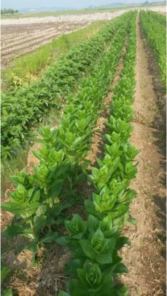 홍화 재배 건조 기후 적합 파종 요령 채종 관리_5