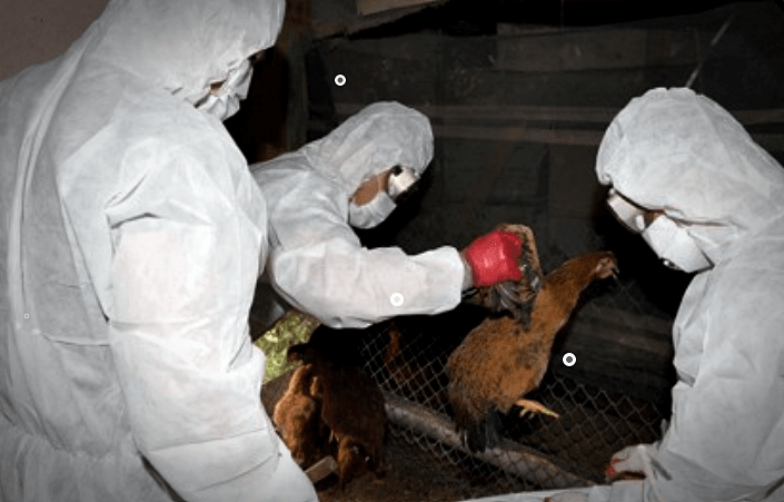 조류인플루엔자