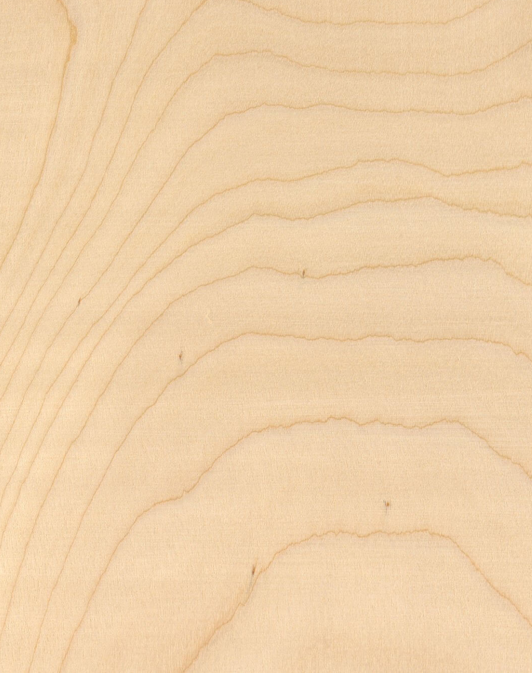 메이플 목재 단면 사진