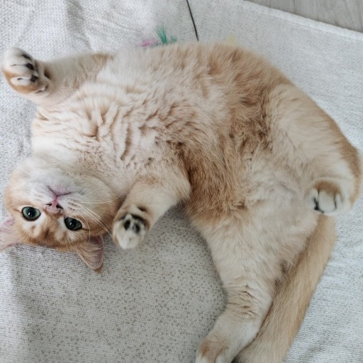 배 보이는 고양이