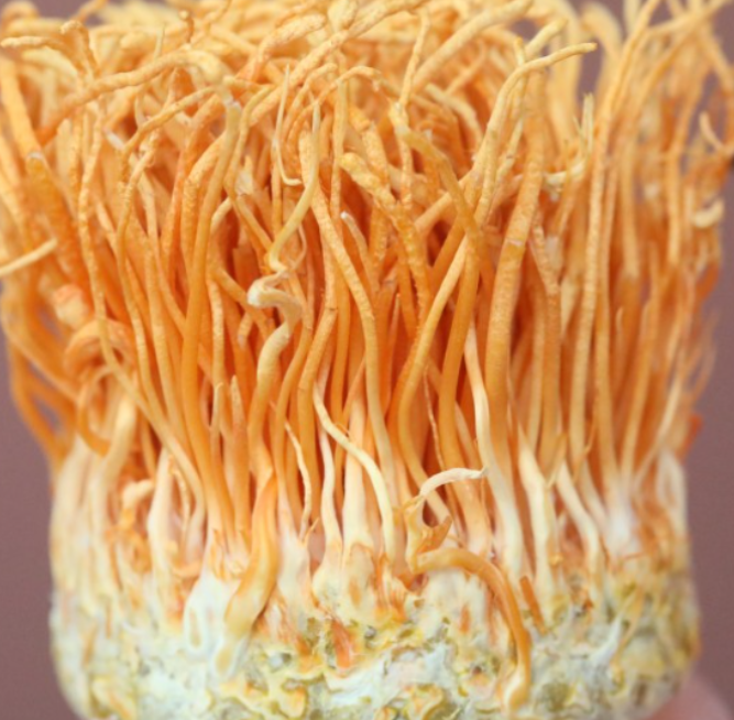 동충하초 면역력 강화