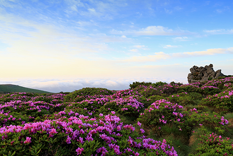 한라산 철쭉제 사진 이미지