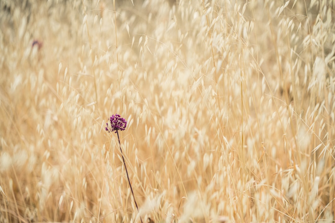 Yield