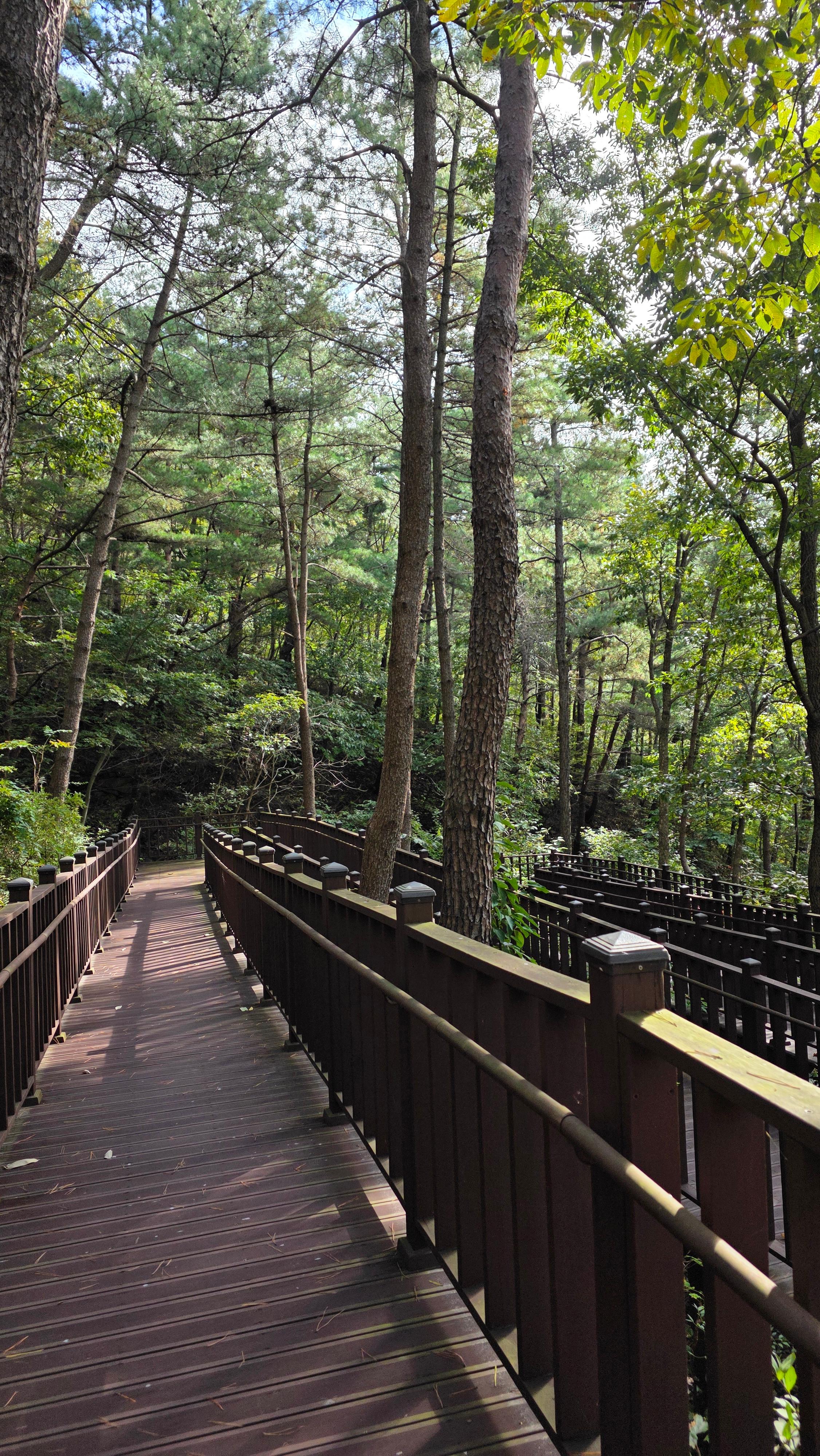 백운산 치유의 숲 추천! 힐링과 체험 예약 방법 정리