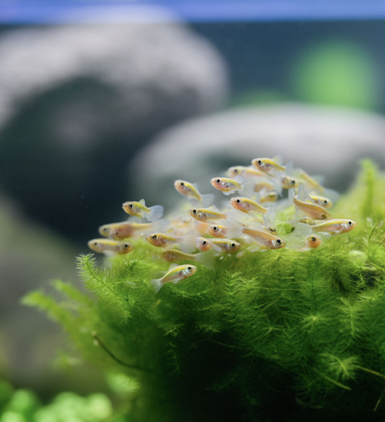 &amp;#39;폭번&amp;#39;의 기쁨과 슬픔&amp;#44; 치어 관리법