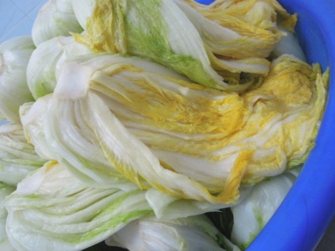 김장배추-고르는-법-및-배추절이는-방법-절임배추-보관법