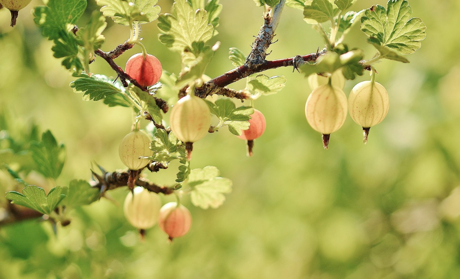 벌, 나비를 부르는 꿀벌 친화 정원 만들기 🐝🦋