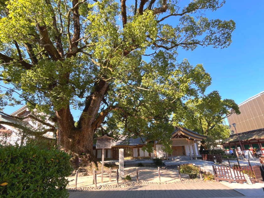 다자이후 천만궁 대형고목