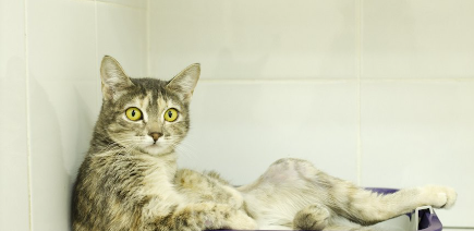 고양이 화장실 안에서 편히 쉬는 고양이.