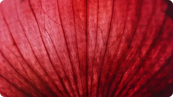 양파장아찌 담그는 법