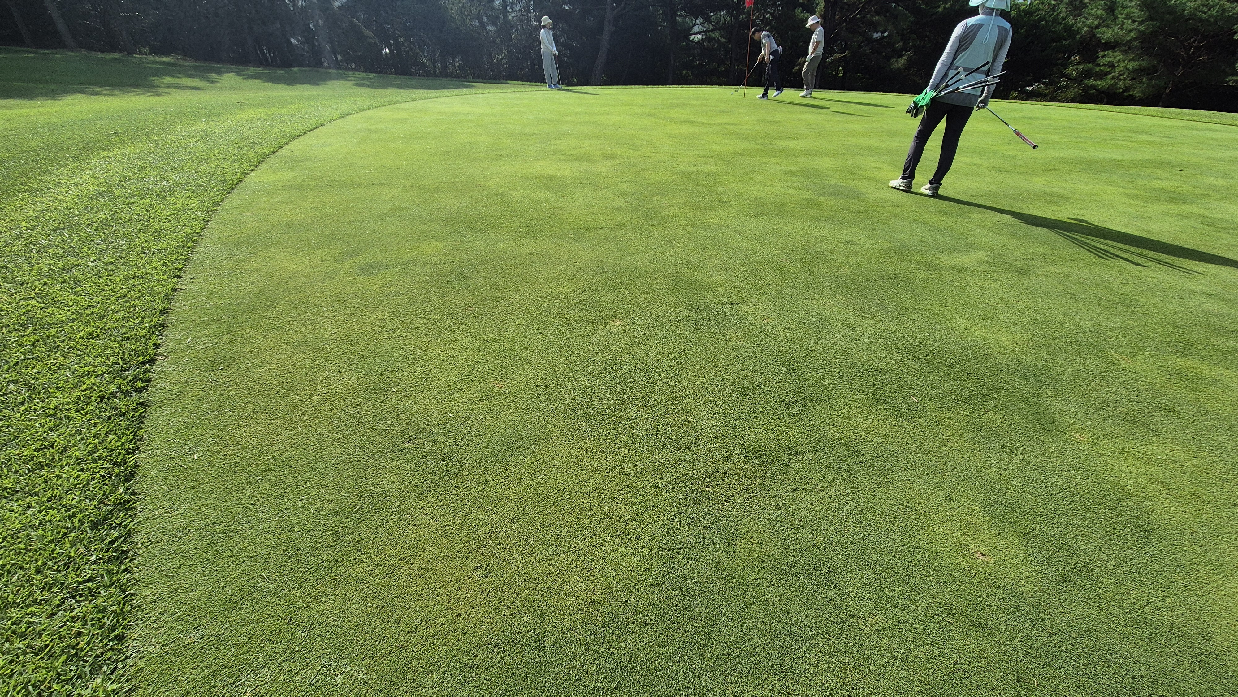 도고cc 그린 관리상태