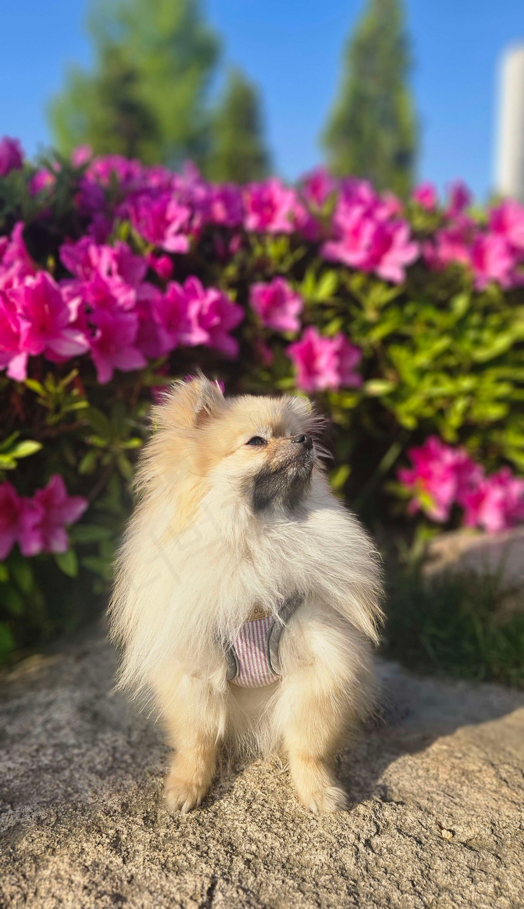 자주색 연산홍과 강아지