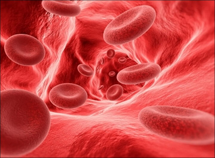 브라질 너트 효능 혈관