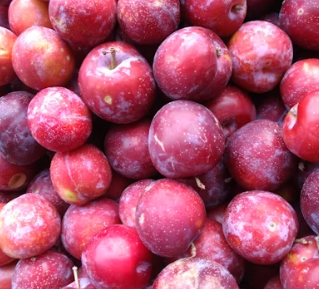 자두 효능 부작용 고르는법 칼로리