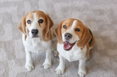 쳐다보는 개두마리