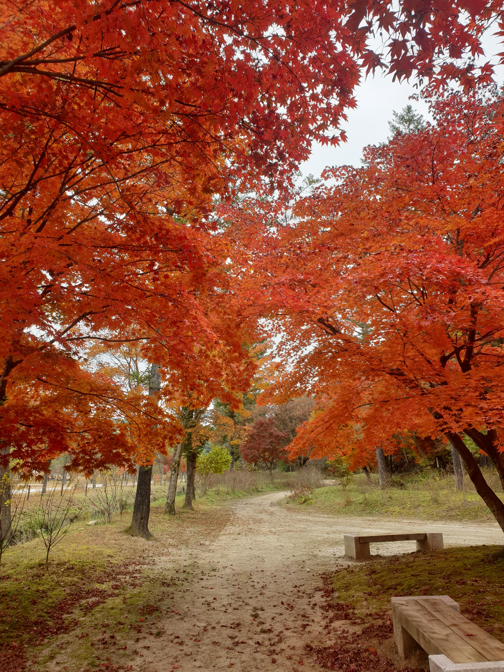 단풍 나무가 양옆으로 서 있다. 가장 아름다웠던 구간