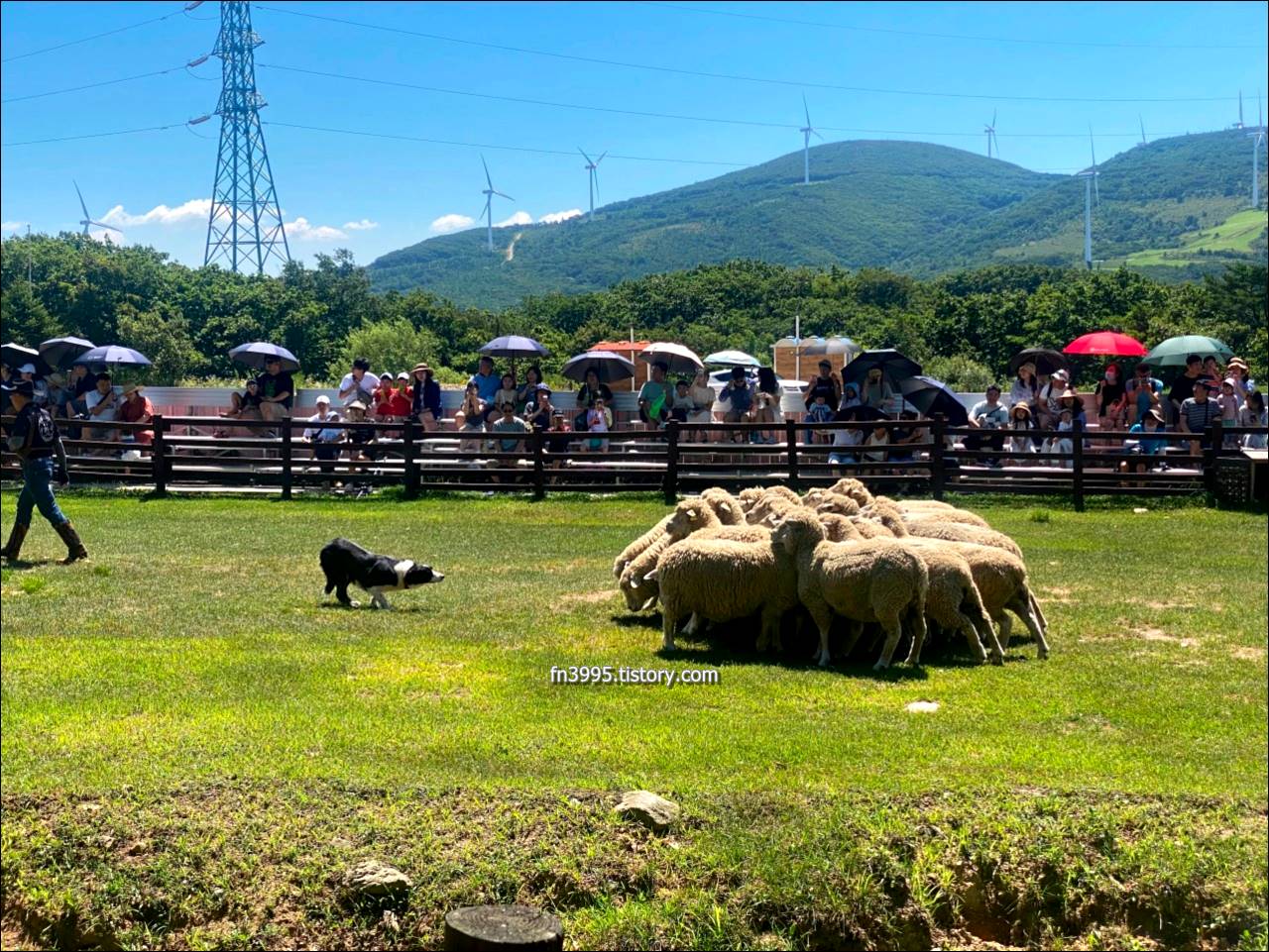 대관령 삼양목장