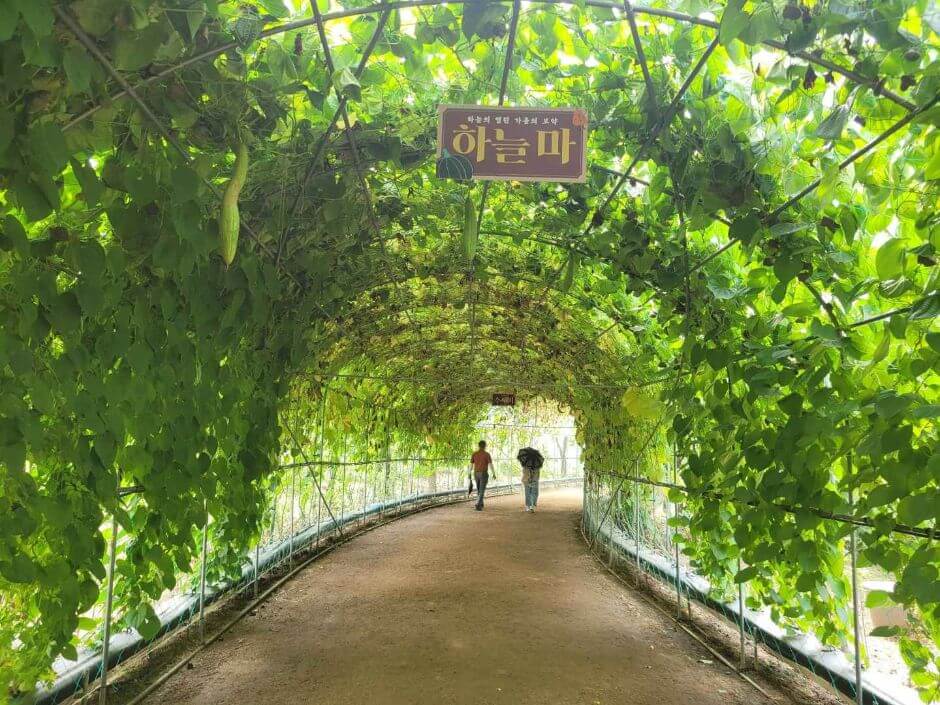 자라섬꽃페스타 2025 일정 및 프로그램, 입장권 구매방법, 주차, 할인혜택 정보