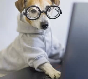 강아지 눈이 침침? 시력 테스트 5가지 및 저하 신호