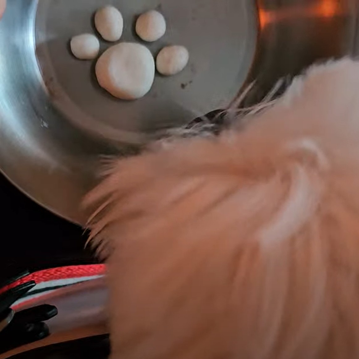 반려견 간식 리코타 치즈