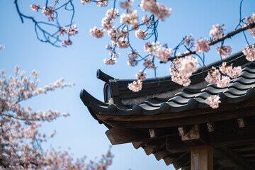 2025 화담숲 벚꽃 예약 방법 & 입장료 할인