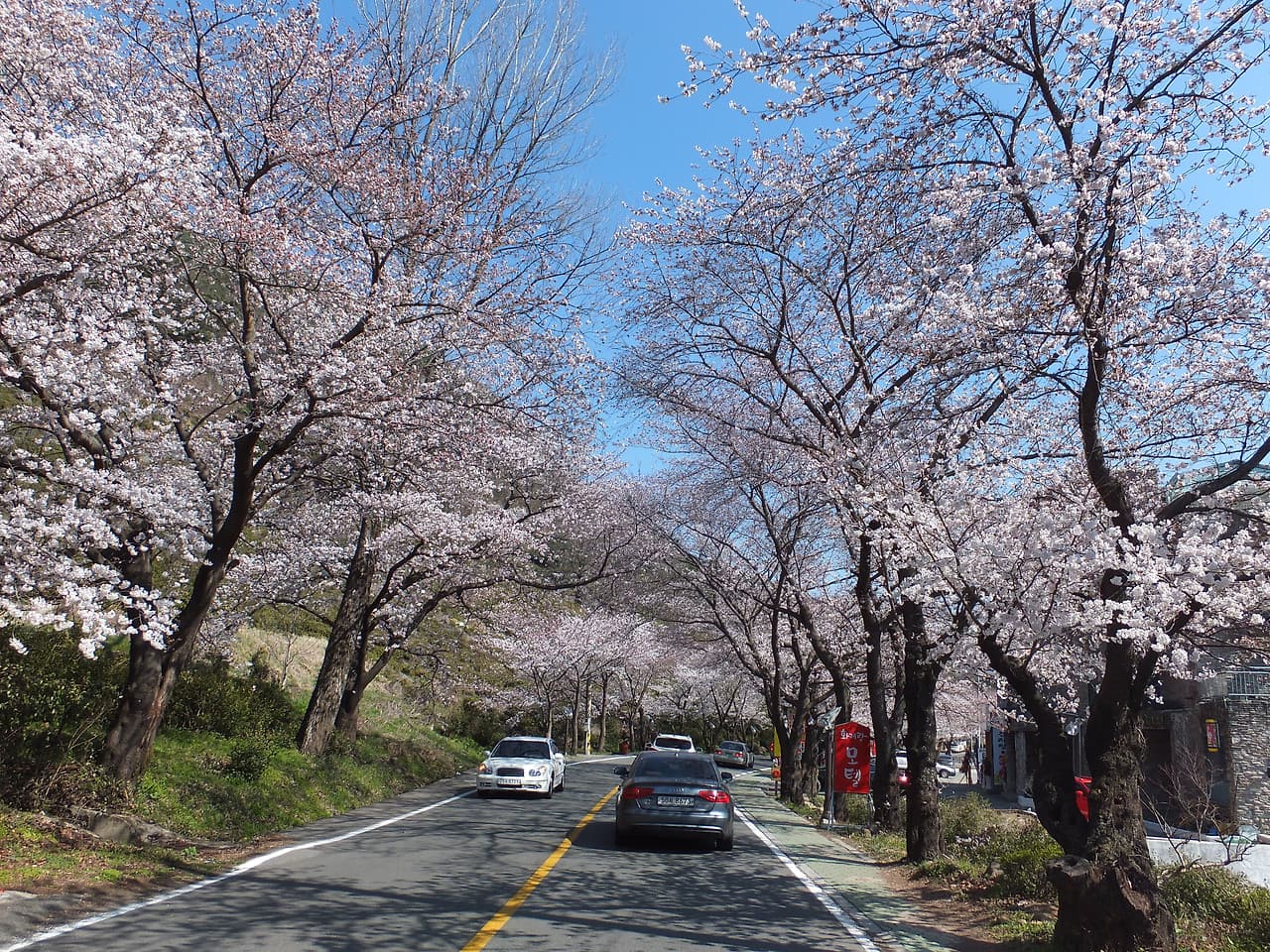 십리벚꽃 길에 만개한 벚꽃