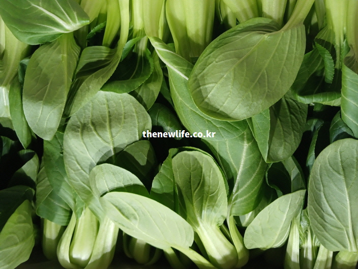 위장 부담을 줄여주고 소화를 돕는 부드럽고 싱싱한 청경채 실물 사진