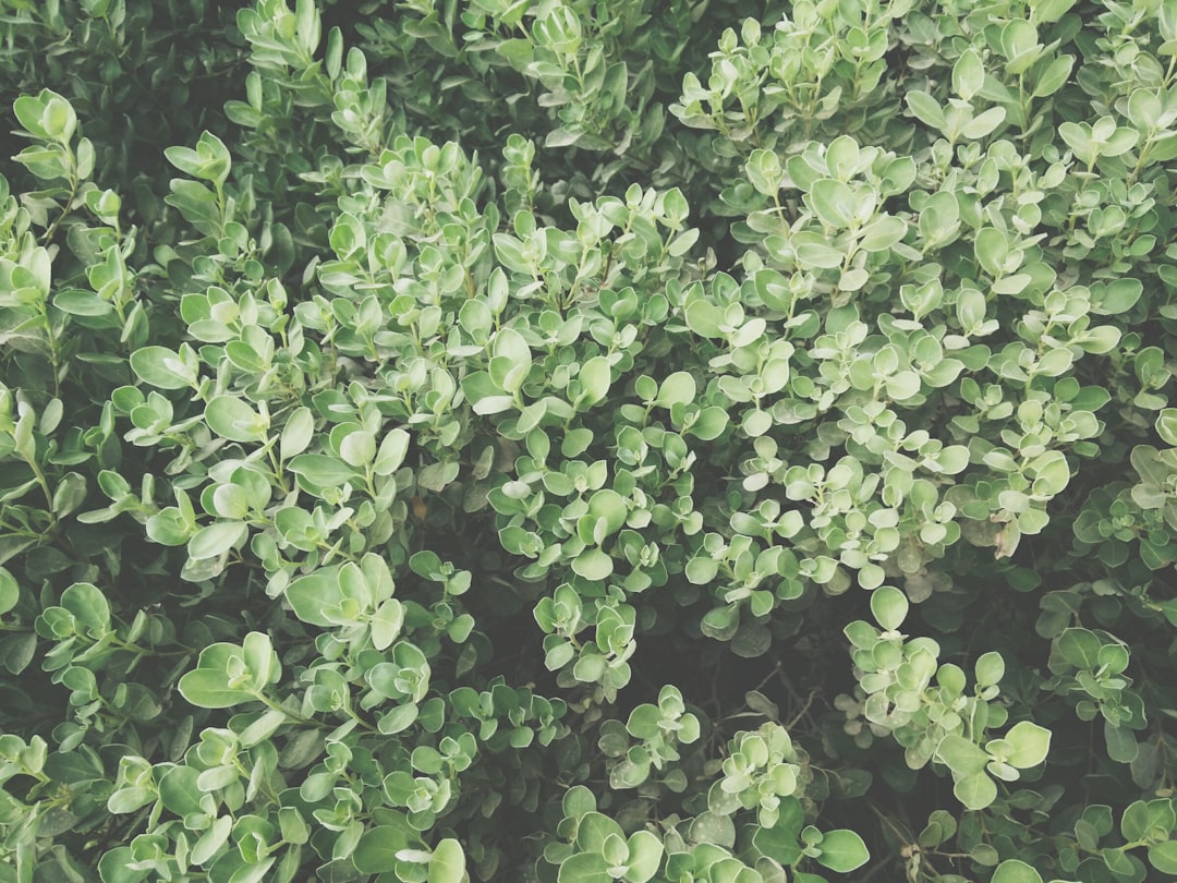 Nature.