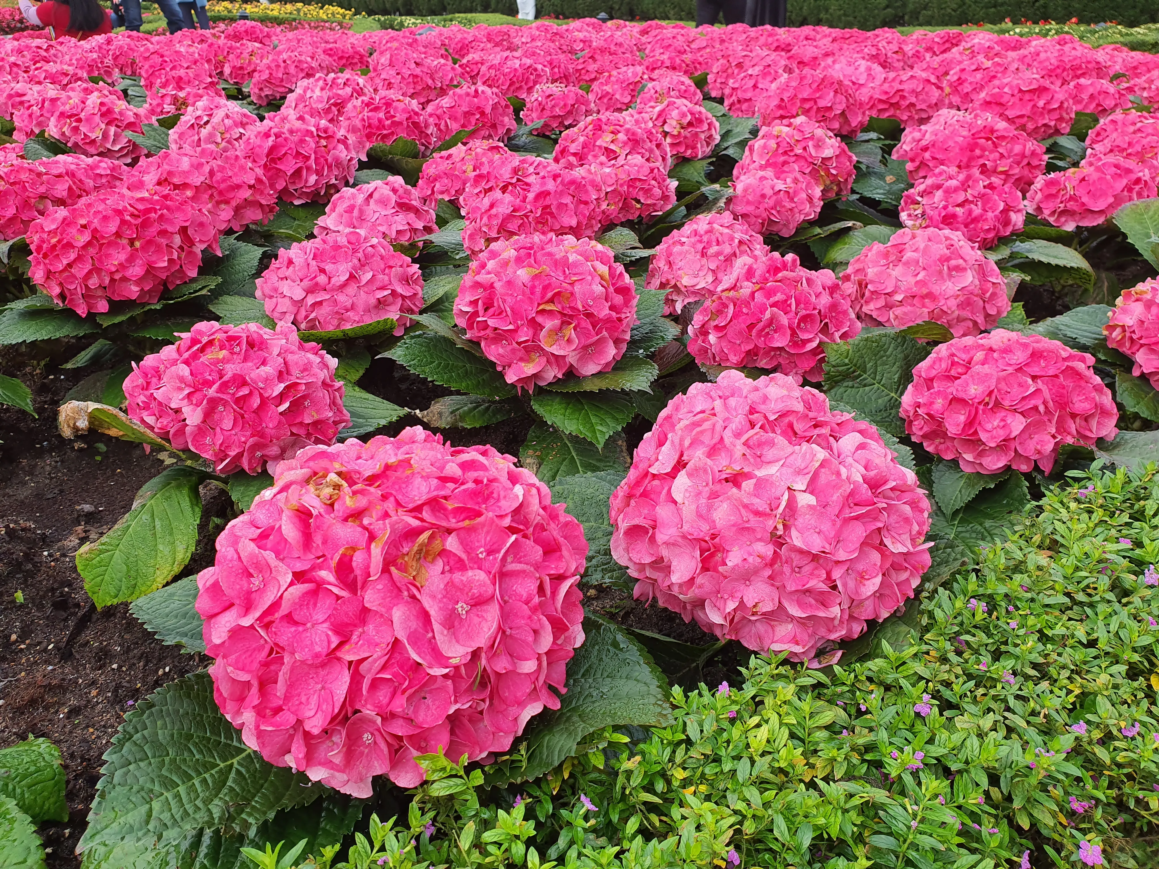 바나힐(Ba Na Hills) 소개 가는법 필수코스 후기