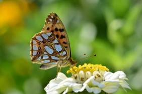 모바일 운전면허증 발급방법 15