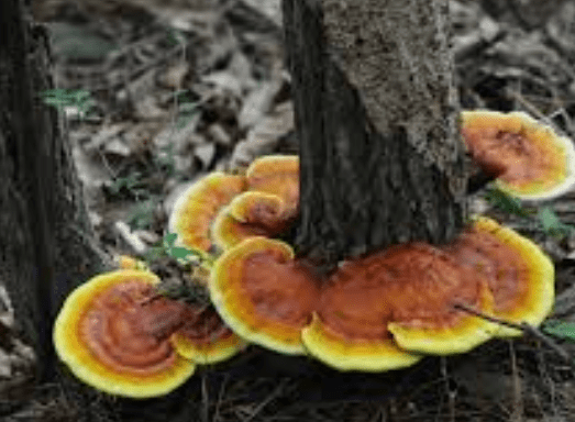 자연산-영지버섯