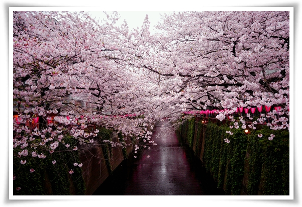 "벚꽃" 희망과 새로운 시작의 상징 봄의 전령사!