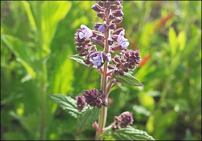 곰보배추 효능&amp;#44; 먹는 법 총정리 