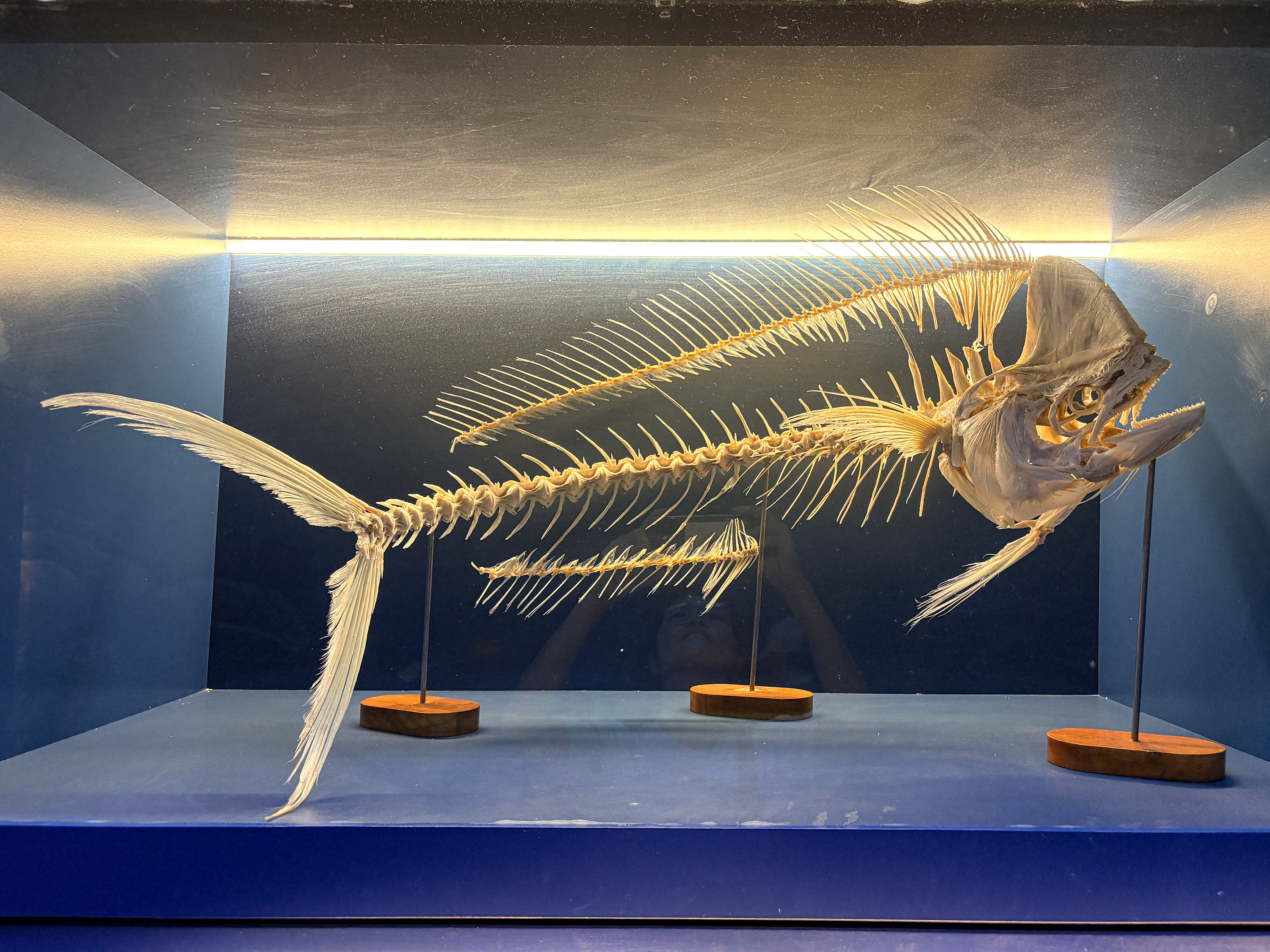 국립해양박물관에 전시되어 있는 시이라(Bull Mahi)라는 최상위 포식자의 골격 표본