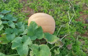 가을 제철 음식 늙은 호박 효능 및 영양성분