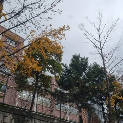 은행나무