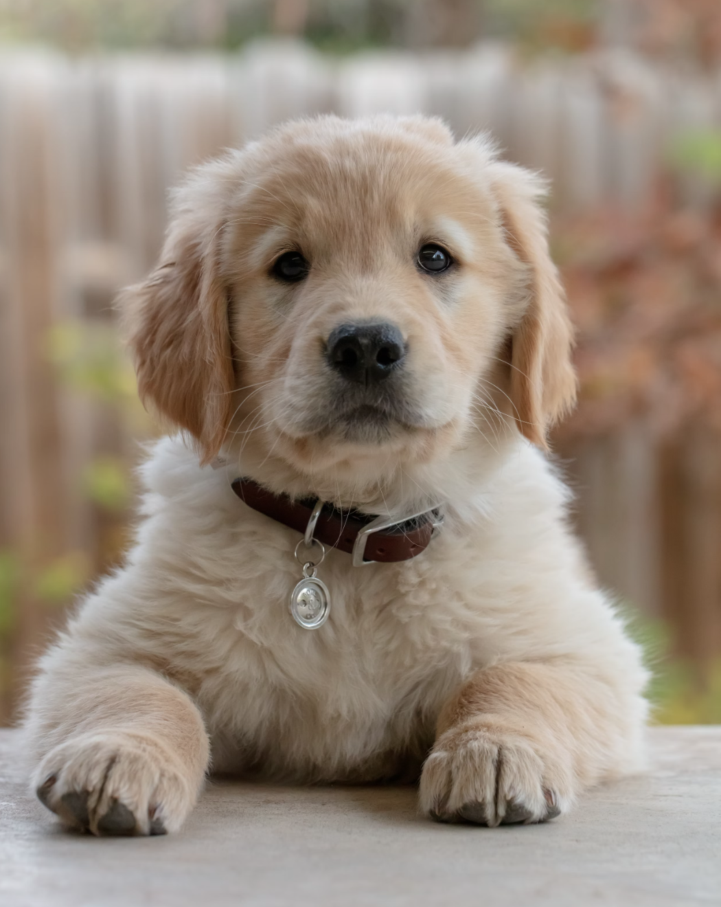 애완동물과 도파민 수준: 긍정적 효과를 촉진하는 활동