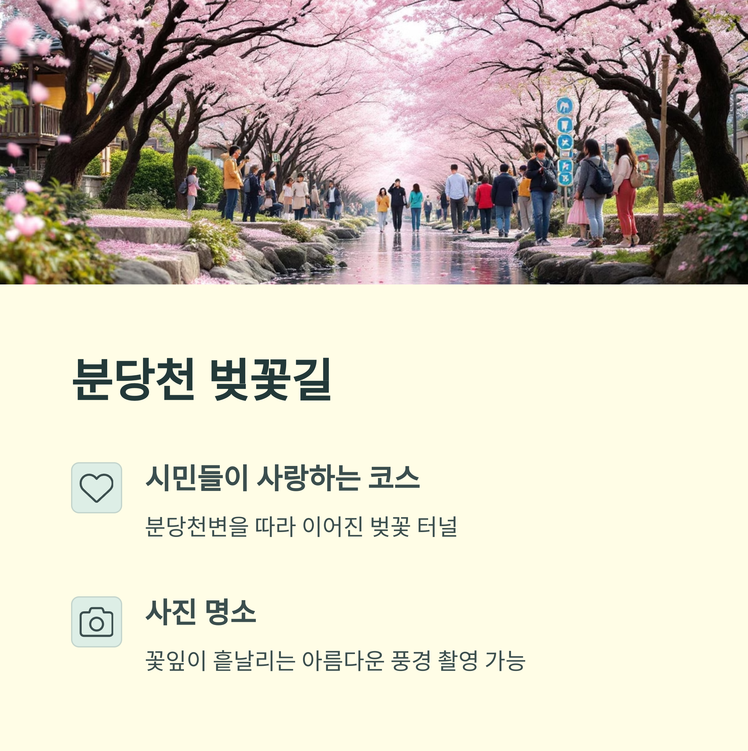 성남 분당의 봄, 벚꽃 명소 걷기 코스 완벽 추천!