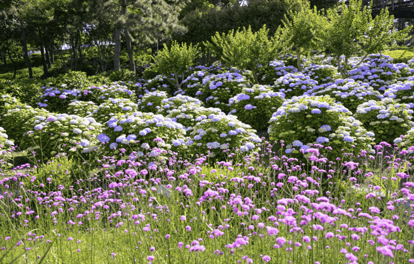 장생포 수국축제