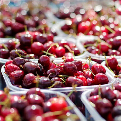 체리가 수확되어 용기 안에 들어있는 모습