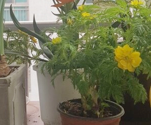 2월 겨울 꽃화분